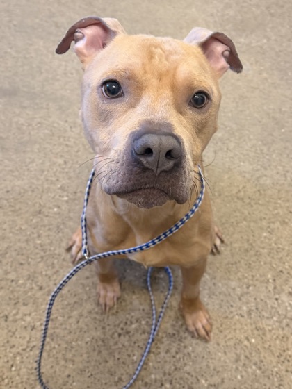 Shelter Stray Male Dog last seen Near Richmond, 4th District, OH, 9203 Detroit Ave, Cleveland, OH 44102, USA