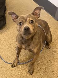 Shelter Stray Female Dog last seen E 78 & Union, 4th District, OH, 9203 Detroit Ave, Cleveland, OH 44102, USA