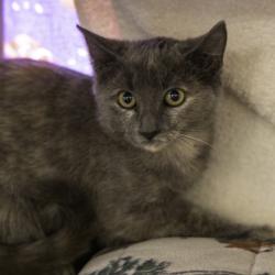 Shelter Stray Female Cat last seen Near Highway BB, Deerfield, Town of, WI, 5132 Voges Rd, Madison, WI 53718, USA