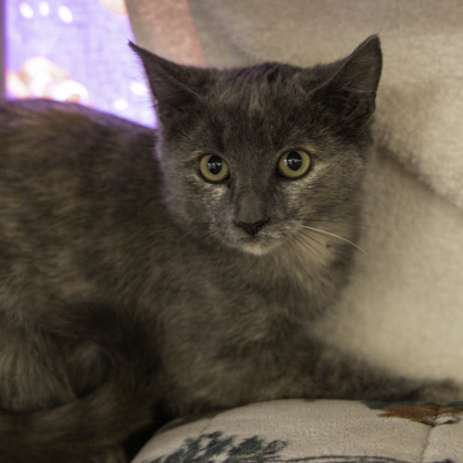 Shelter Stray Female Cat last seen Near Highway BB, Deerfield, Town of, WI, 5132 Voges Rd, Madison, WI 53718, USA