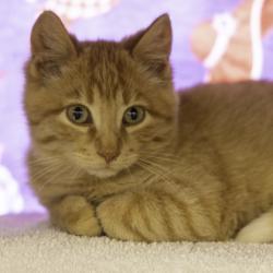 Shelter Stray Male Cat last seen Near Highway BB, Deerfield, Town of, WI, 5132 Voges Rd, Madison, WI 53718, USA