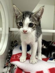 Shelter Stray Female Cat last seen Nicodemus Road, Baltimore County, MD, 1601 Nicodemus Rd, Reisterstown, MD 21136, USA