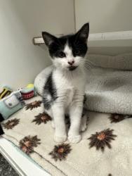 Shelter Stray Unknown Cat last seen Nicodemus Road, Baltimore County, MD, 1601 Nicodemus Rd, Reisterstown, MD 21136, USA