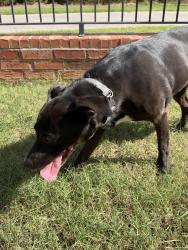Found/Stray Female Dog last seen Robinson, Norman, OK 73071
