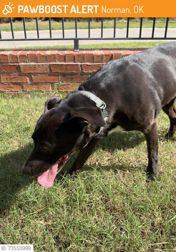 Found/Stray Female Dog last seen Robinson, Norman, OK 73071