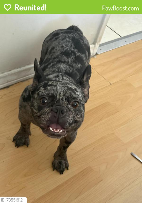 Reunited Female Dog last seen Main and Warner, Santa Ana, CA 92707