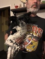 Reunited Male Dog last seen Craig, North Las Vegas, NV 89030