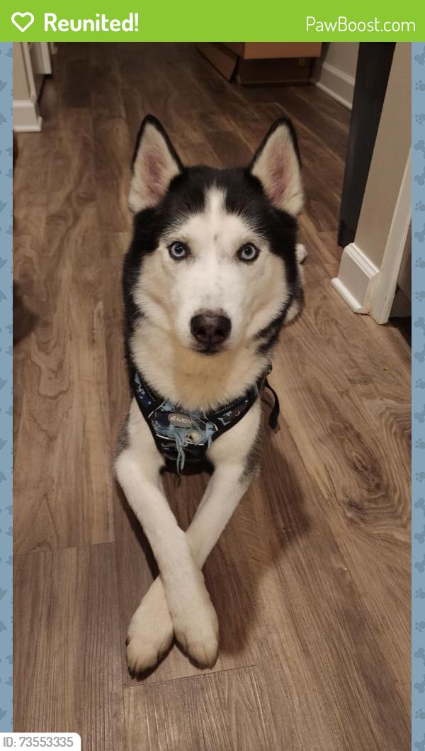 Reunited Male Dog last seen Log shoals rd, Simpsonville, SC 29680