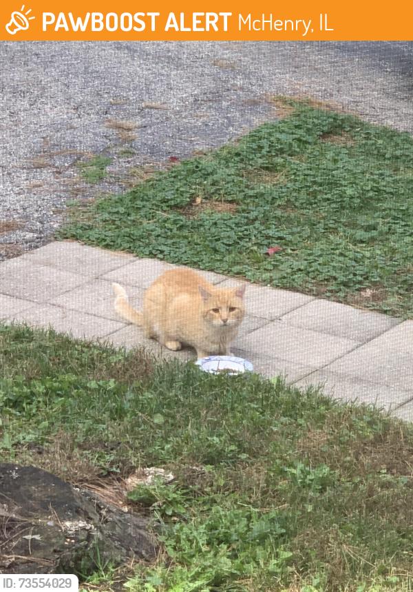 Found/Stray Unknown Cat last seen Orchard and veterans, McHenry, IL 60050