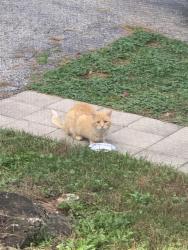 Found/Stray Unknown Cat last seen Orchard and veterans, McHenry, IL 60050