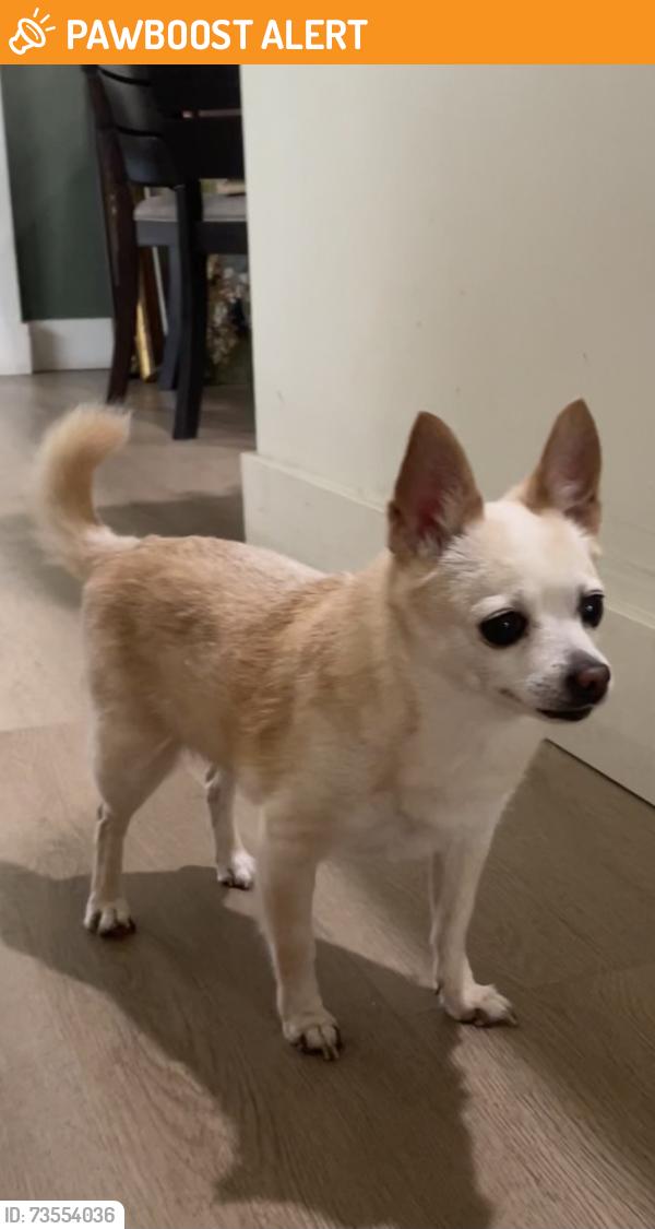 Found/Stray Female Dog last seen just hses, North Miami Beach, FL 33162