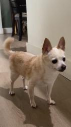 Found/Stray Female Dog last seen just hses, North Miami Beach, FL 33162