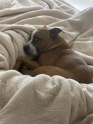 Reunited Female Dog last seen Oxbow place & big pool rd, Oxbow Pl,  20724