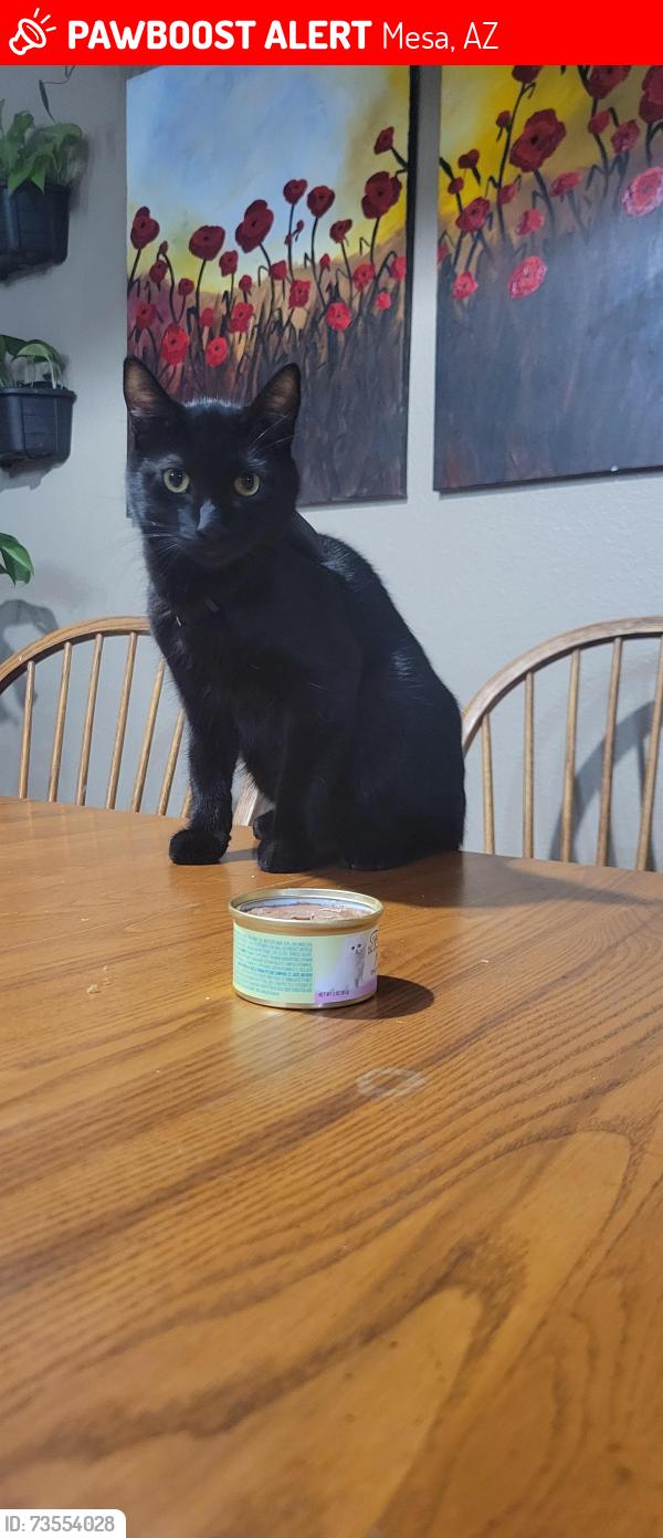 Lost Male Cat last seen Alma school and Guadalupe, Mesa, AZ 85202