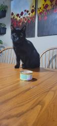 Lost Male Cat last seen Alma school and Guadalupe, Mesa, AZ 85202