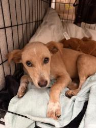 Found/Stray Female Dog last seen Bryant rd, Dixie Dr, Red Springs, NC 28377