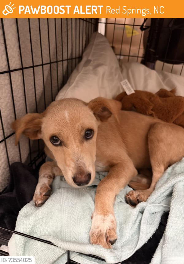 Found/Stray Female Dog last seen Bryant rd, Dixie Dr, Red Springs, NC 28377