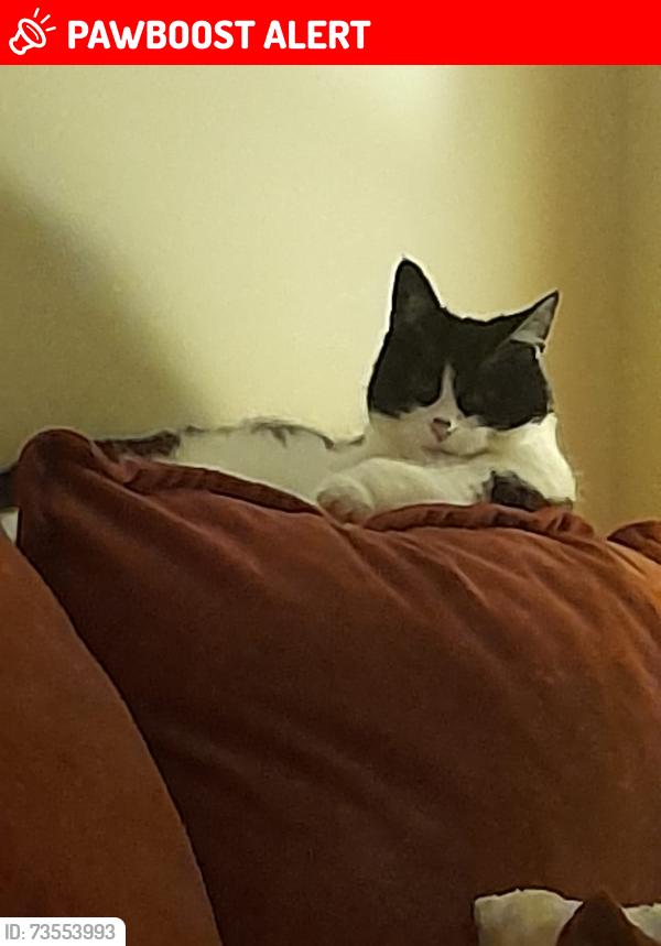 Lost Female Cat last seen Broad street, Sidemoor, England B61 8NX