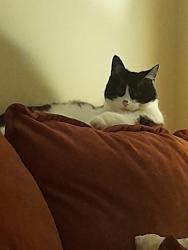 Lost Female Cat last seen Broad street, Sidemoor, England B61 8NX