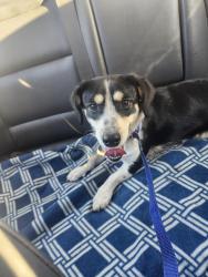 Found/Stray Male Dog last seen Lugonia Ave and Orange, Redlands, CA 92374