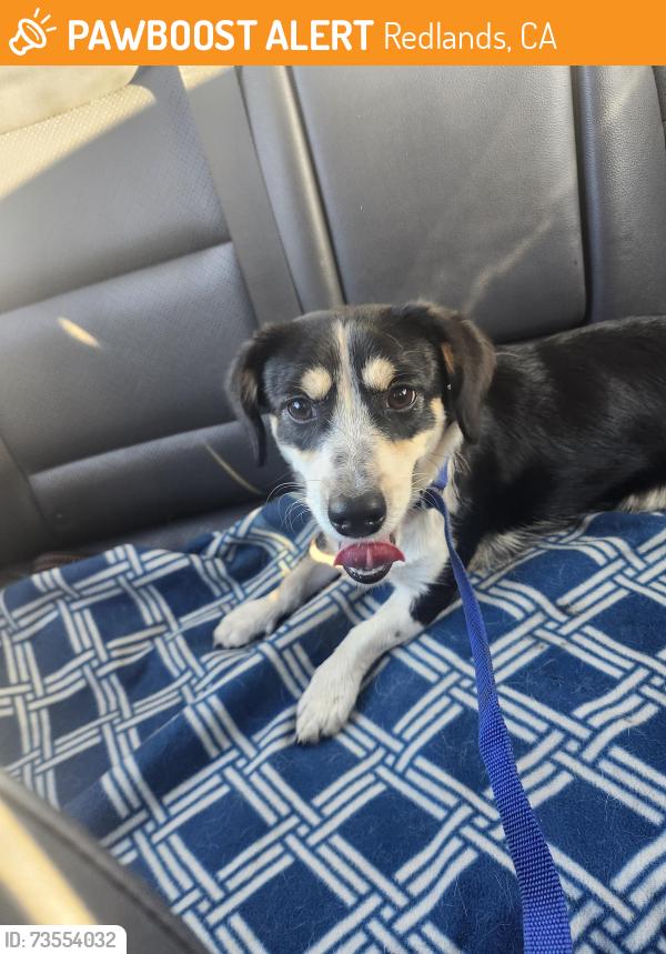 Found/Stray Male Dog last seen Lugonia Ave and Orange, Redlands, CA 92374