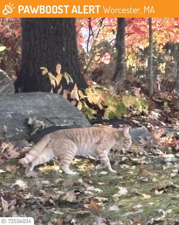 Found/Stray Unknown Cat last seen Grafton st, Worcester, MA 01604