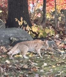 Found/Stray Unknown Cat last seen Grafton st, Worcester, MA 01604