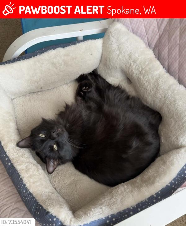 Lost Female Cat last seen Ferris High School, Spokane, WA 99223