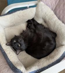 Lost Female Cat last seen Ferris High School, Spokane, WA 99223