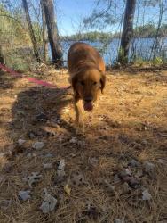 Lost Female Dog last seen Mill Rd and Birch Point Dr., Summit Lake, WI 54428