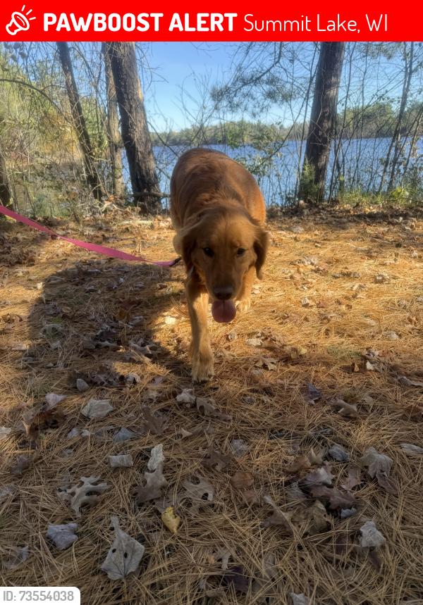 Lost Female Dog last seen Mill Rd and Birch Point Dr., Summit Lake, WI 54428
