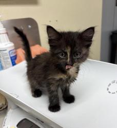 Shelter Stray Female Cat last seen Near block 7th Avenue S, GREAT FALLS, MT, 59405, 1010 25th Ave NE, Great Falls, MT 59404, USA