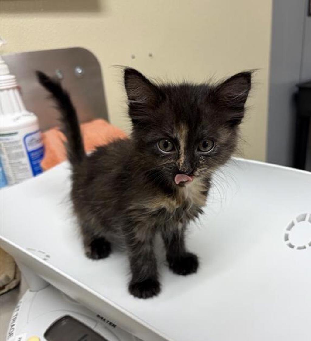 Shelter Stray Female Cat last seen Near block 7th Avenue S, GREAT FALLS, MT, 59405, 1010 25th Ave NE, Great Falls, MT 59404, USA