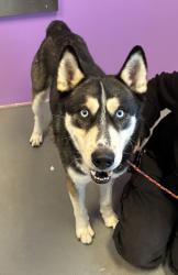 Shelter Stray Male Dog last seen Near E 4500 S, Holladay, UT, 84117, 511 W 3900 S, Salt Lake City, UT 84123, USA
