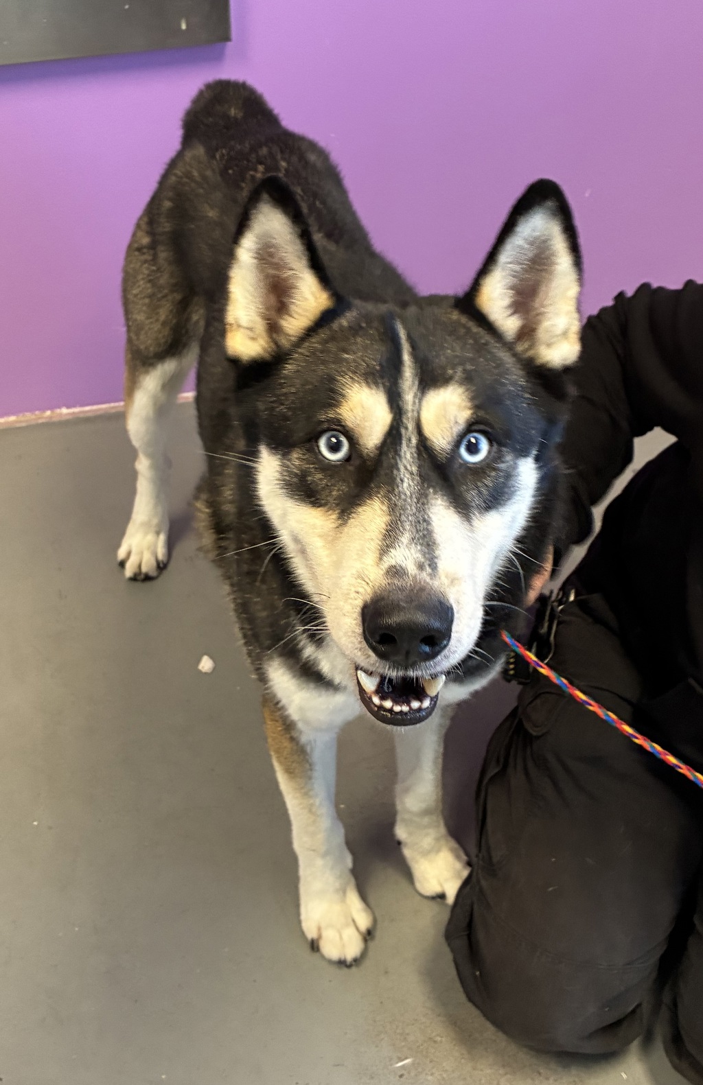 Shelter Stray Male Dog last seen Near E 4500 S, Holladay, UT, 84117, 511 W 3900 S, Salt Lake City, UT 84123, USA
