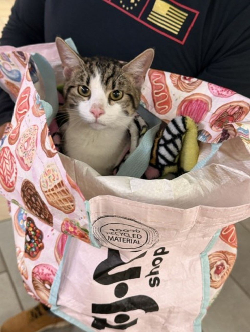 Shelter Stray Unknown Cat last seen spartan st, VIRGINIA BEACH, VA, 23462, 341 S Birdneck Rd, Virginia Beach, VA 23451, USA