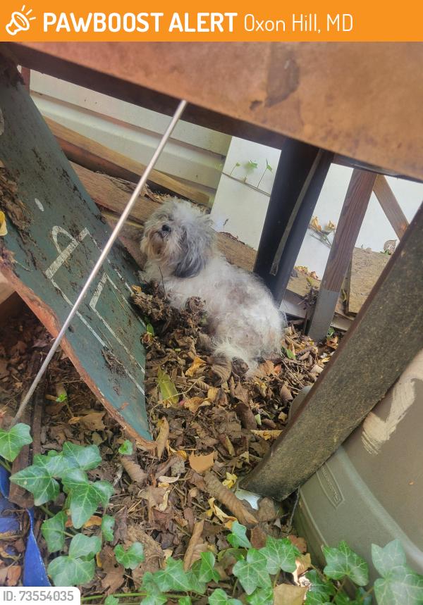 Found/Stray Unknown Dog last seen Near Glassmanor Drive, Oxon Hill, MD 20745