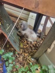 Found/Stray Unknown Dog last seen Near Glassmanor Drive, Oxon Hill, MD 20745