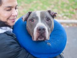 Shelter Stray Male Dog last seen 170th Street, BRONX, NY, 10456, 326 E 110th St, New York, NY 10029, USA
