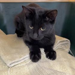 Shelter Stray Female Cat last seen Near 74th Avenue, PLEASANTVILLE, IA, 50225, Des Moines, IA 50313