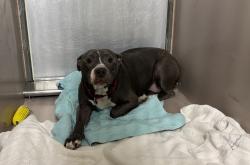 Shelter Stray Female Dog last seen Apt 2,147-38 Ash Avenue, FLUSHING, NY, 11355, 326 E 110th St, New York, NY 10029, USA