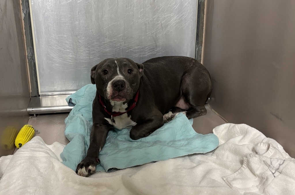 Shelter Stray Female Dog last seen Apt 2,147-38 Ash Avenue, FLUSHING, NY, 11355, 326 E 110th St, New York, NY 10029, USA