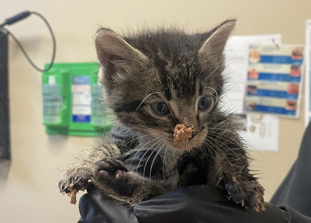 Shelter Stray Male Cat last seen Near Calle Colorado Street, Vista, CA, 92084, Oceanside, CA 92058, USA