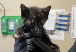 Shelter Stray Female Cat last seen Near Calle Colorado Street, Vista, CA, 92084, Oceanside, CA 92058, USA