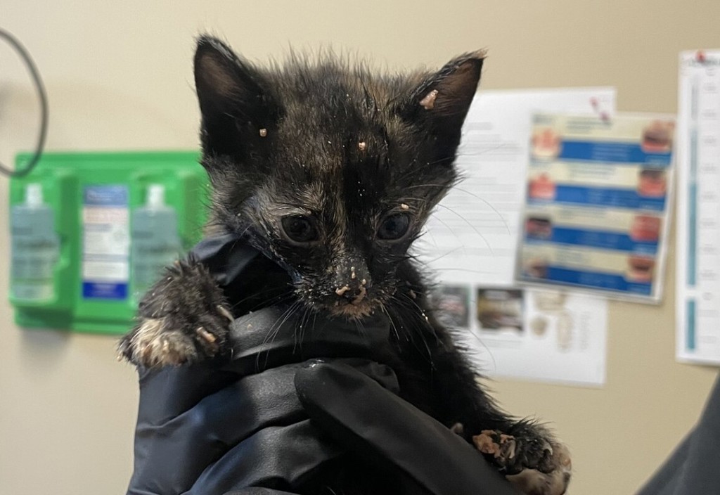 Shelter Stray Female Cat last seen Near Calle Colorado Street, Vista, CA, 92084, Oceanside, CA 92058, USA