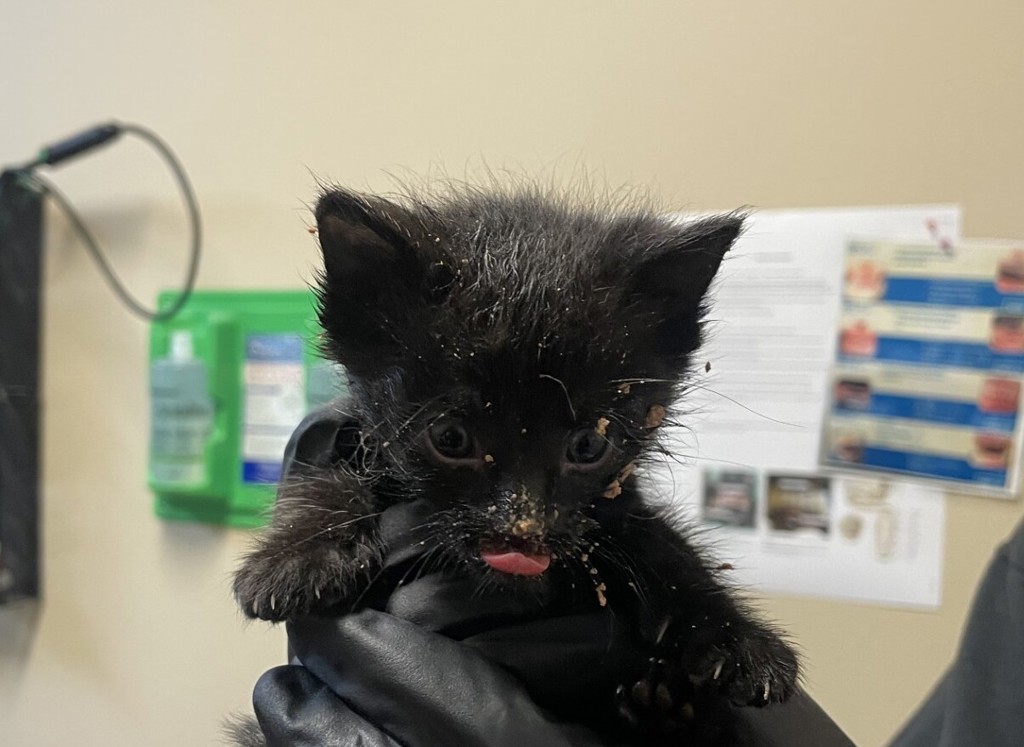 Shelter Stray Male Cat last seen Near Calle Colorado Street, Vista, CA, 92084, Oceanside, CA 92058, USA