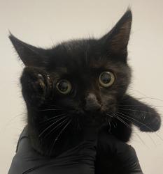 Shelter Stray Female Cat last seen Near Crabtree Street, San Diego, CA, 92114, 5500 Gaines St, San Diego, CA 92110, USA
