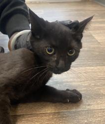 Shelter Stray Male Cat last seen Near Crabtree Street, San Diego, CA, 92114, 5500 Gaines St, San Diego, CA 92110, USA