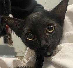 Shelter Stray Male Cat last seen Near Crabtree Street, San Diego, CA, 92114, 5500 Gaines St, San Diego, CA 92110, USA