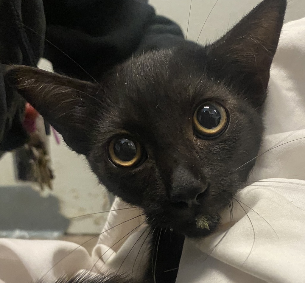 Shelter Stray Male Cat last seen Near Crabtree Street, San Diego, CA, 92114, 5500 Gaines St, San Diego, CA 92110, USA